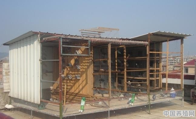 养蛋鸡棚怎么建 - 中国养殖网