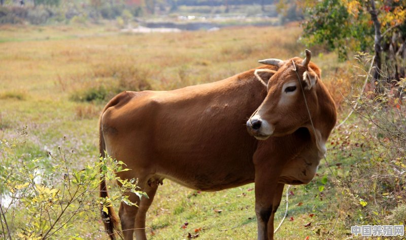 基础母牛什么品种好 - 中国养殖网