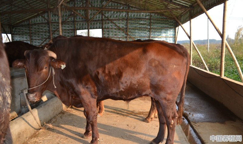 基础母牛什么品种好 - 中国养殖网