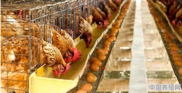 淘汰鸡有上涨可能吗 - 中国养殖网