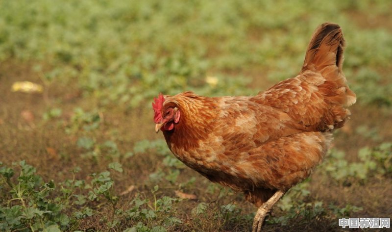 淘汰鸡有上涨可能吗 - 中国养殖网