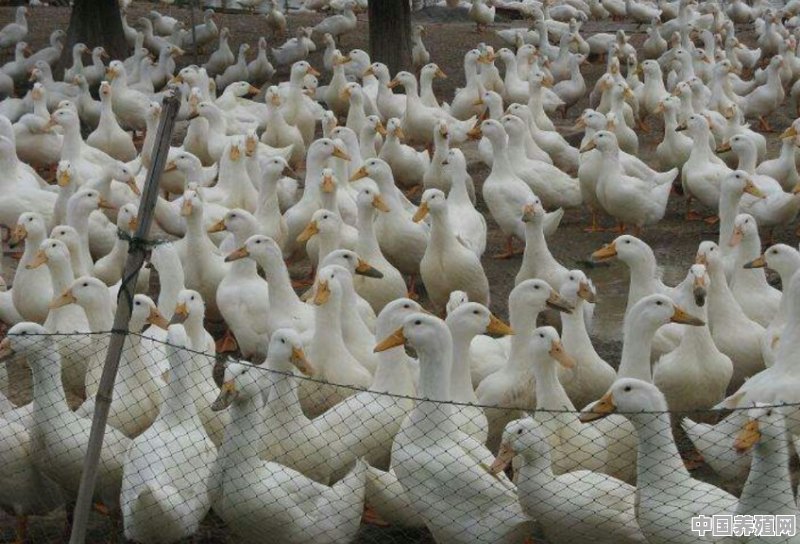 养肉鸭有多大利润 - 中国养殖网