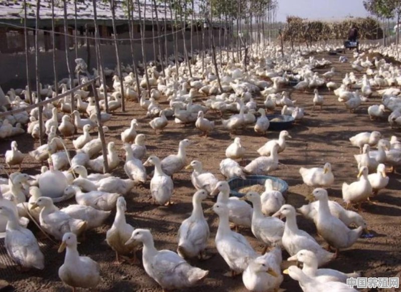 养肉鸭有多大利润 - 中国养殖网