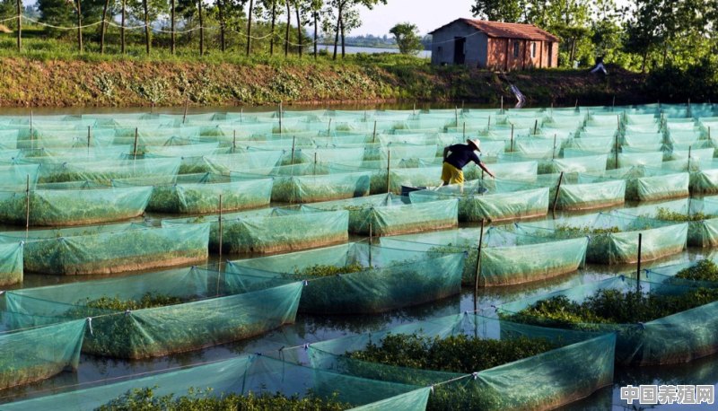 请教养殖黄鳝的技术和建议 - 中国养殖网