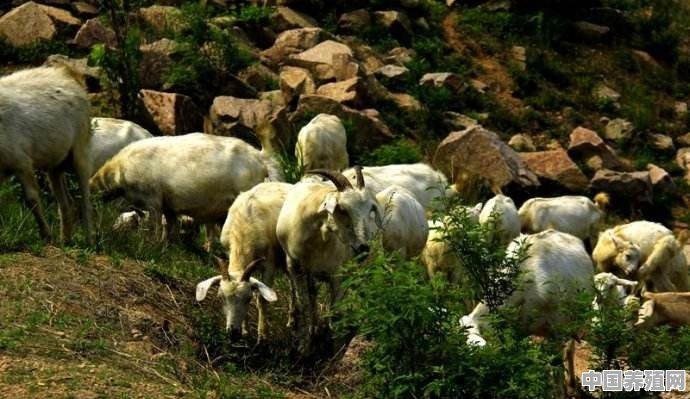 现在把羊群赶到深山老林里，光让它们吃青草，能长肉吗 - 中国养殖网