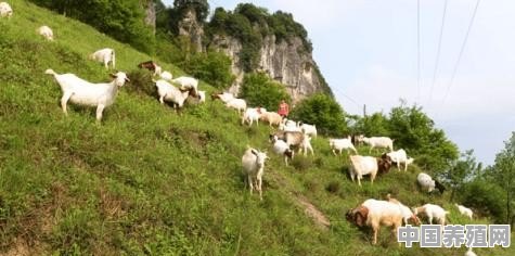 现在把羊群赶到深山老林里，光让它们吃青草，能长肉吗 - 中国养殖网