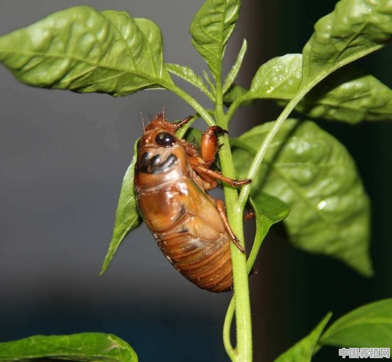 蝉蛹可以人工饲养吗？该怎样饲养 - 中国养殖网