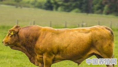 南方改良的黄牛跟大型的肉牛品种，比如安格斯、利木赞等相比，有哪些优势吗 - 中国养殖网