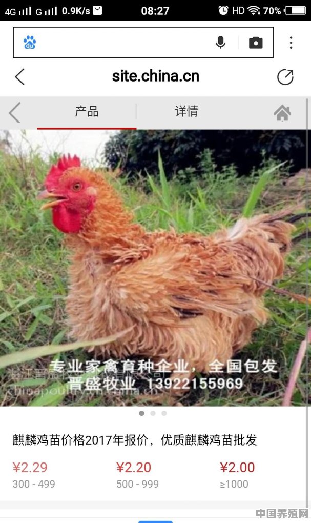 有谁知道那个地方有翻毛鸡《麒麟鸡》鸡种卖，好不好养，前景怎么样 - 中国养殖网