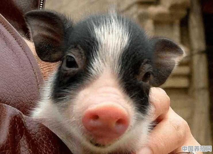 巴西香猪在哪些地方可以养殖 - 中国养殖网