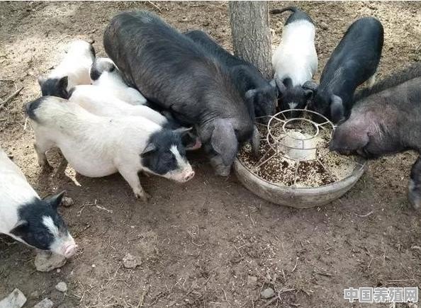 巴西香猪在哪些地方可以养殖 - 中国养殖网