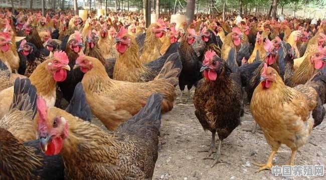 动物内脏能给鸡吃吗？要注意什么 - 中国养殖网