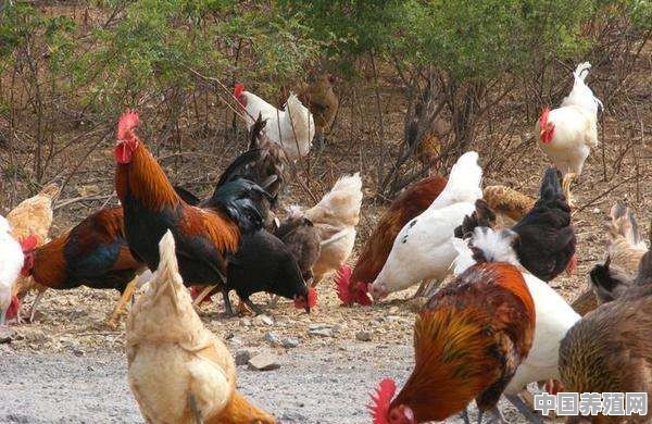 动物内脏能给鸡吃吗？要注意什么 - 中国养殖网