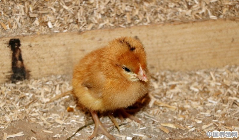 在山东地区建一个能养5000只蛋鸡的鸡舍，养到鸡下蛋大约需要多少钱 - 中国养殖网