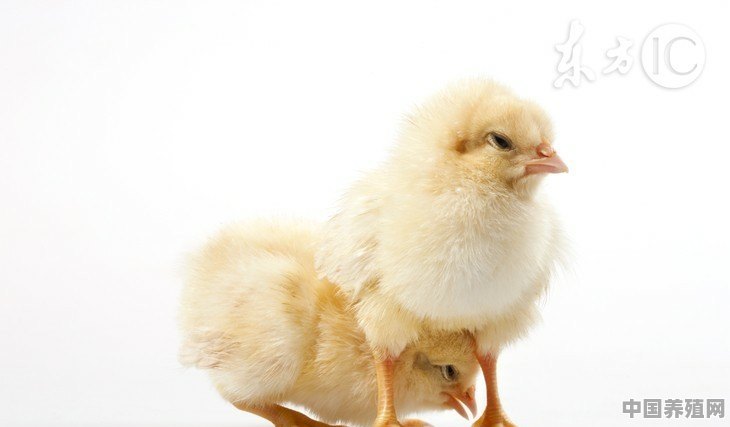 在养殖鸡鸭鹅方面，我们要怎么预防它们的生病率？防止不必要的损失 - 中国养殖网