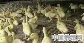 养殖肉鸭的朋友，您了解鸭子的生理特性吗？养殖过程中需要注意哪些方面 - 中国养殖网