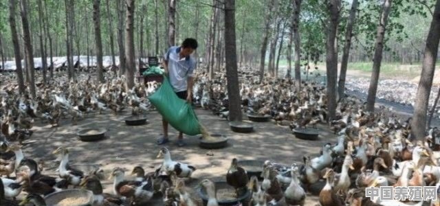 养殖肉鸭的朋友，您了解鸭子的生理特性吗？养殖过程中需要注意哪些方面 - 中国养殖网