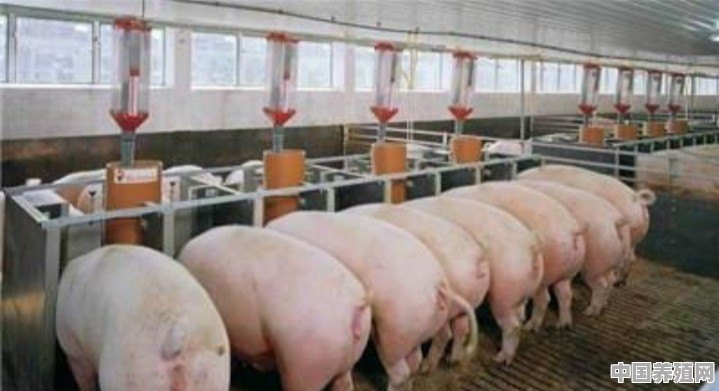 多地猪价连续上涨，已经突破18元，后市价格会是如何 - 中国养殖网
