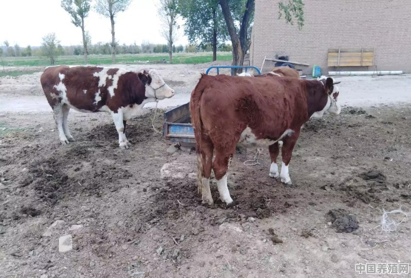 养牛，在什么地方养成本较低 - 中国养殖网