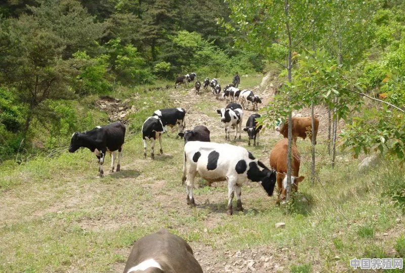 养牛，在什么地方养成本较低 - 中国养殖网