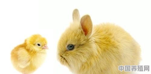养兔子和养下蛋的鸡哪个利润大 - 中国养殖网