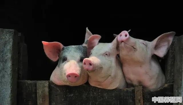 农村在村里养猪需要什么 - 中国养殖网