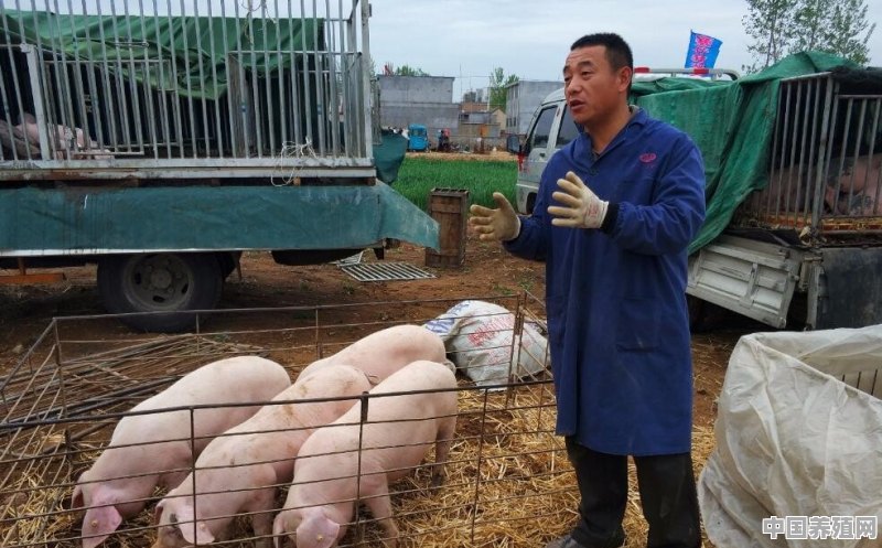 农村在村里养猪需要什么 - 中国养殖网