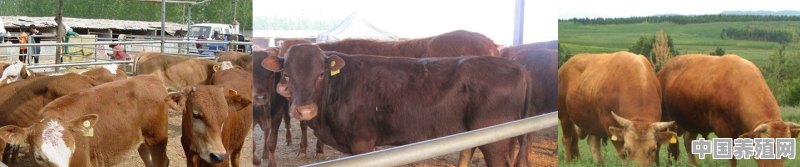 肉牛饲养技术有哪些内容 - 中国养殖网