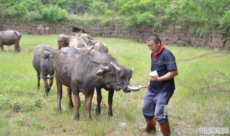 肉牛饲养技术有哪些内容 - 中国养殖网