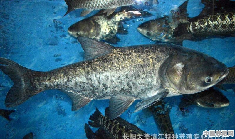 花白鲢鱼的繁殖地是哪里 - 中国养殖网