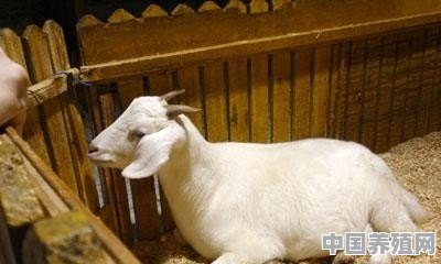 我国羊养殖的历史与分布是怎样的 - 中国养殖网