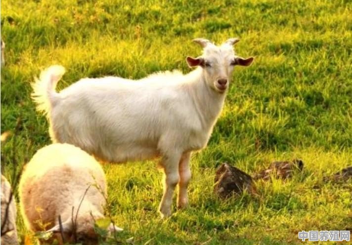 养殖山羊效益如何，想要高收益应怎样喂养管理 - 中国养殖网