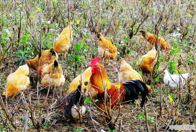 如果要在农村里面养殖野山鸡，有什么办法将这个规模化把他养大呢 - 中国养殖网