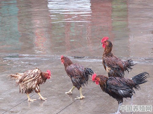 如果要在农村里面养殖野山鸡，有什么办法将这个规模化把他养大呢 - 中国养殖网