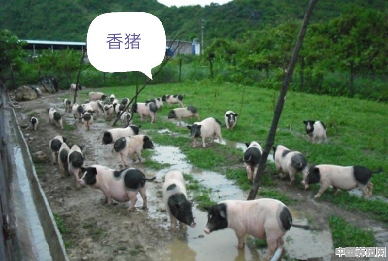 广西养殖什么比较多 - 中国养殖网