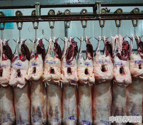 甘肃庆阳的肉羊很出名 - 中国养殖网