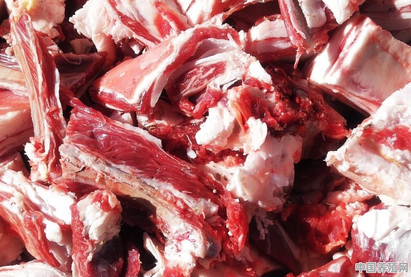 甘肃庆阳的肉羊很出名 - 中国养殖网