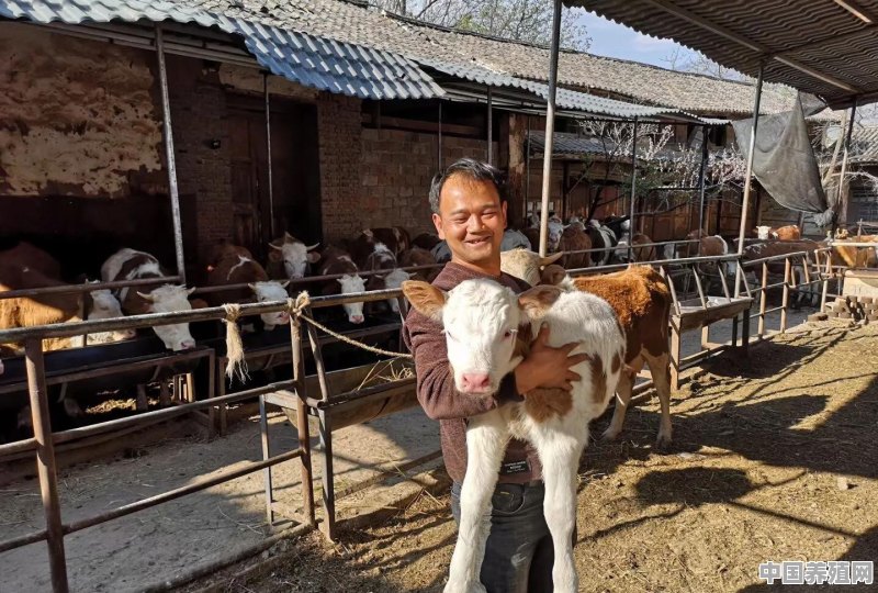 中国最大的牛羊养殖基地在哪里 - 中国养殖网