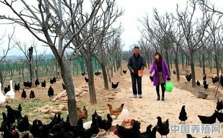 为什么感觉乌鸡很贵，有些农民却不爱养呢 - 中国养殖网