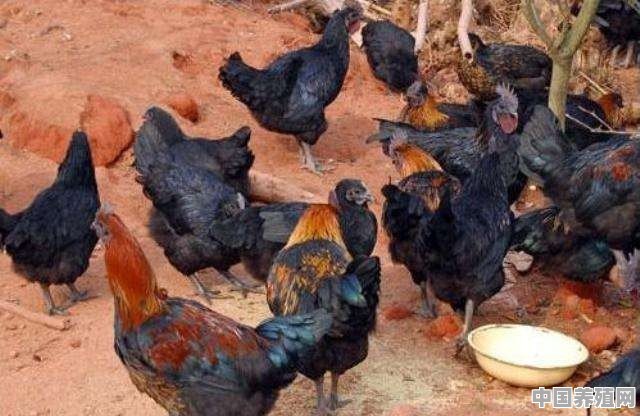 为什么感觉乌鸡很贵，有些农民却不爱养呢 - 中国养殖网