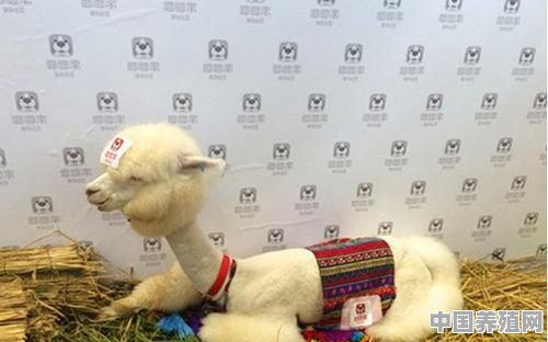 如何正确的饲养一只羊做宠物 - 中国养殖网