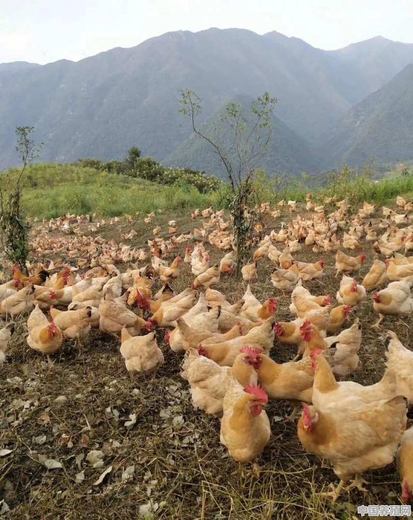 冬天养鸡怎么保暖 - 中国养殖网