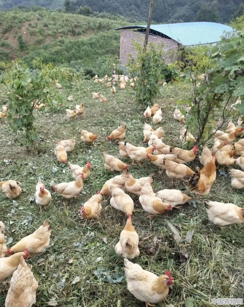冬天养鸡怎么保暖 - 中国养殖网