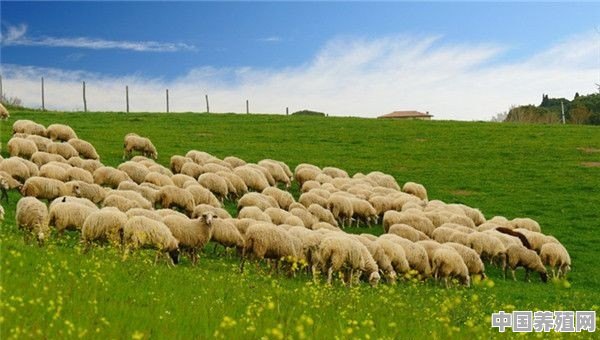 羊不吃锄草机锄的草是什么原因 - 中国养殖网