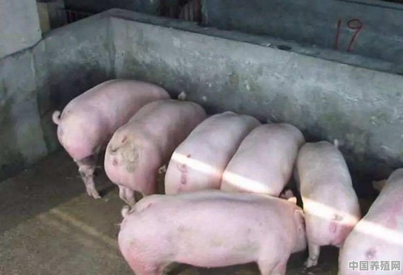 猪场在做保健时，除了抗生素，还有什么别的比较有效的产品 - 中国养殖网