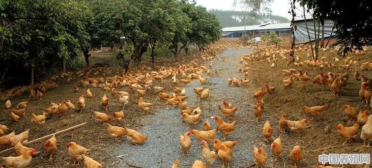 想在农村养殖鸡鸭，需要注意什么问题 - 中国养殖网