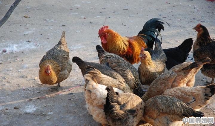 想在农村养殖鸡鸭，需要注意什么问题 - 中国养殖网