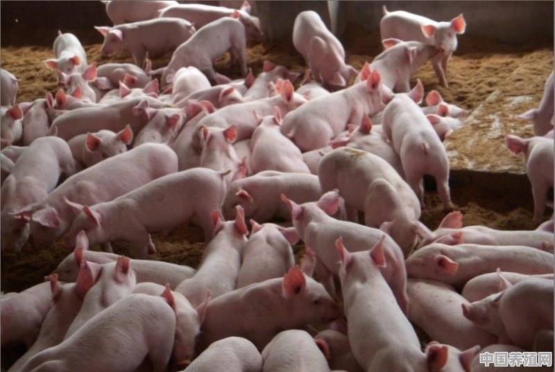 2020年搞养殖，猪、牛、羊、鸡，哪个更有“钱”景 - 中国养殖网