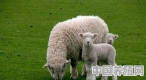 2020年搞养殖，猪、牛、羊、鸡，哪个更有“钱”景 - 中国养殖网