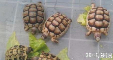 亚巨龟当陆龟怎样养 - 中国养殖网